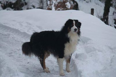 Perdu Gerri Secteur Annecy Doussard Forum Du Berger Australien Lof Aussie Passion